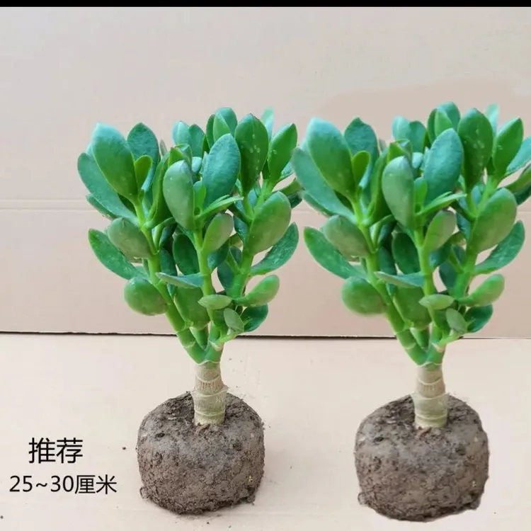 大叶玉树盆栽老桩办公室内阳台客厅好养多肉花卉燕子掌盆景植物