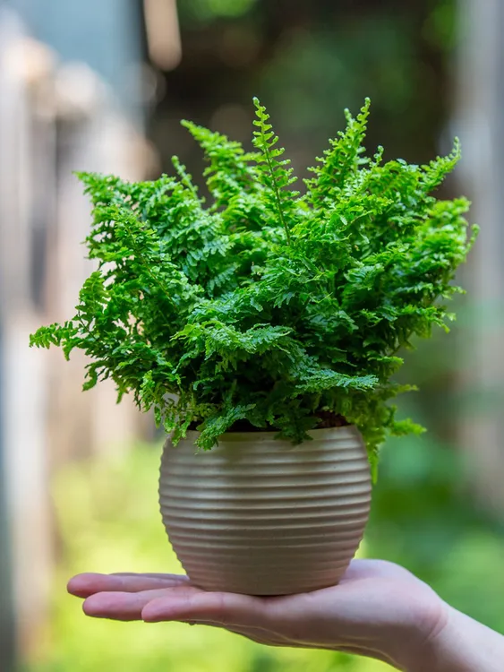 棉花糖蕨植物绿植室内客厅办公室茶几桌面好养盆栽净化空气吸甲醛