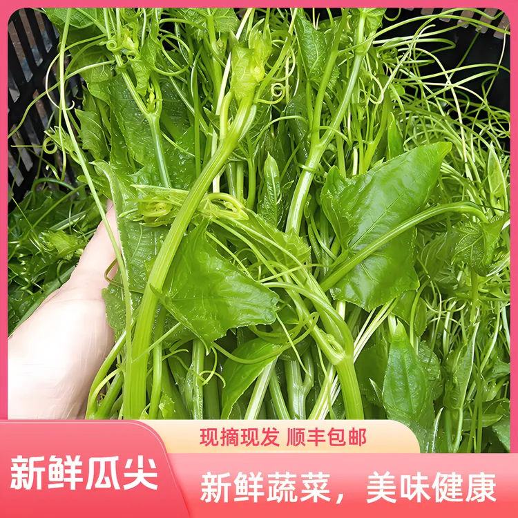 新鲜瓜尖小瓜叶尖佛手瓜龙须菜鲜嫩叶子尖清脆鲜嫩蔬菜新鲜现摘