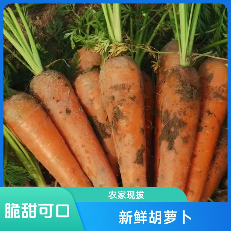 精品新鲜现拔现发水果红萝卜（带泥发货）