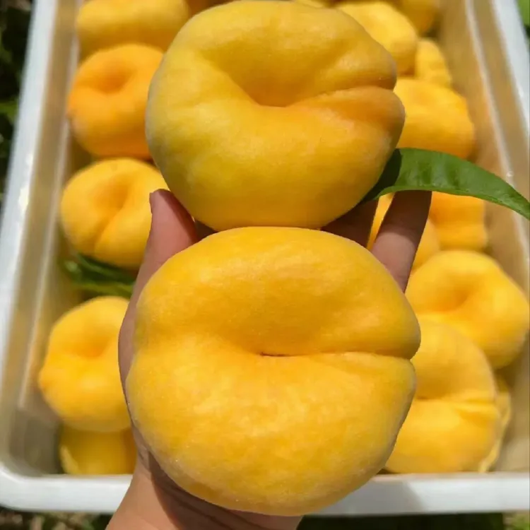 【蒙阴蜜桃】新鲜应季黄毛蟠桃香甜多汁自然生长黄蟠桃果园直发包邮