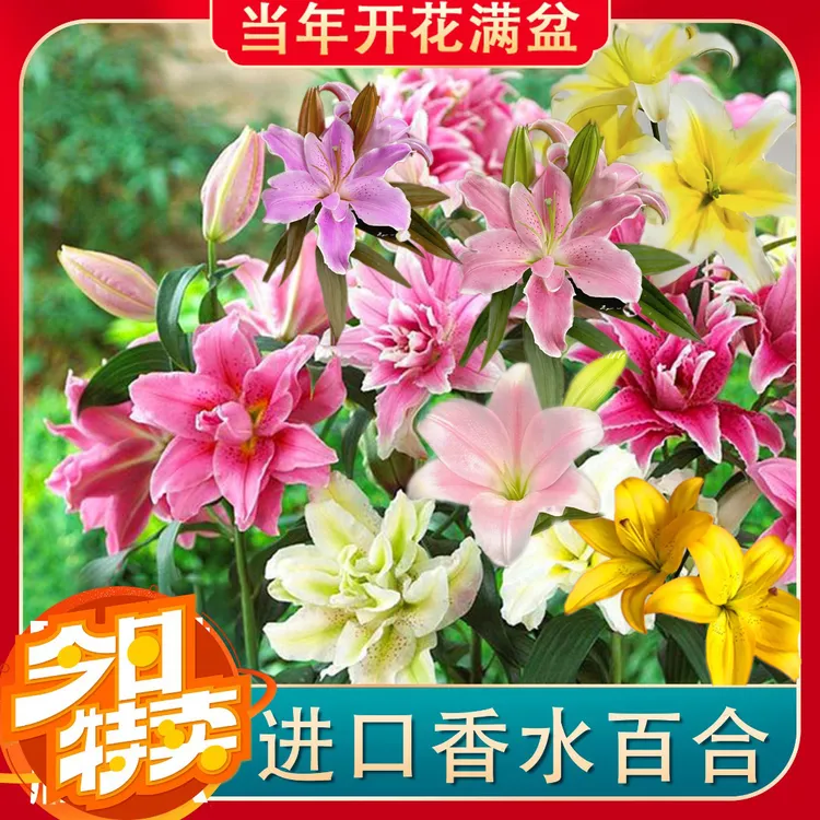 【大花浓香】进口香水百合种球绿植盆栽花卉阳台观花室内四季好养