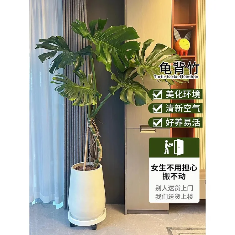 龟背竹大盆栽大叶开背植物室内客厅老桩吸甲醛净化空气真绿植观叶