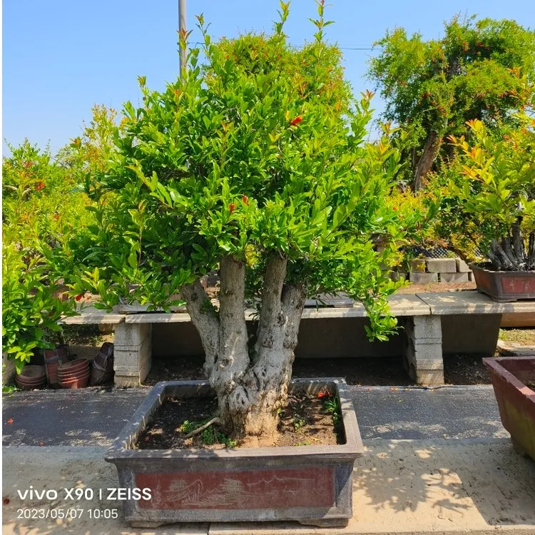 春季红色绿植花卉适合盆栽地栽用于阳台庭院花园栽培蚂蝗水杨梅
