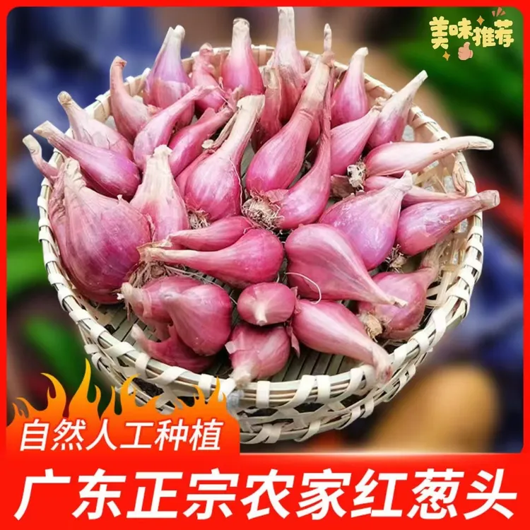 新鲜红葱头可吃可种四季种植新鲜葱头花盆栽红葱头火葱种子葱包邮