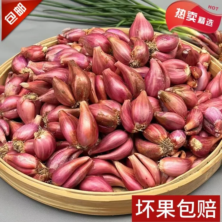 【极香红葱头】四季香葱红葱头铁杆葱火葱葱头随意插盆栽种植火葱头