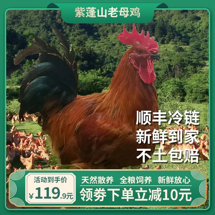 【肥西老母鸡】正宗散养肥西紫蓬山土鸡 230天散养 现杀顺丰冷链