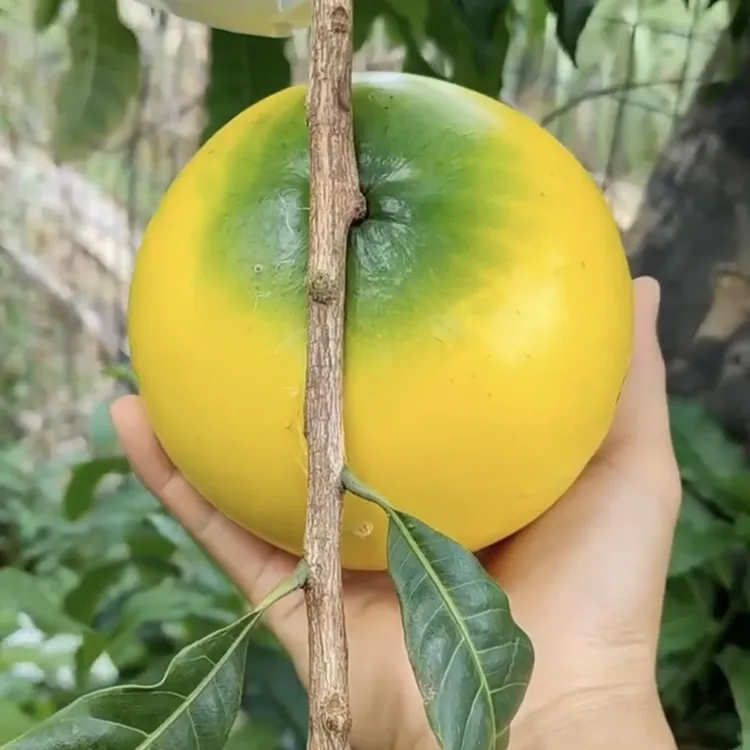 正品嫁接黄晶果苗黄宝石春蜜黄晶果6号正品靠接苗带土带叶子盆栽