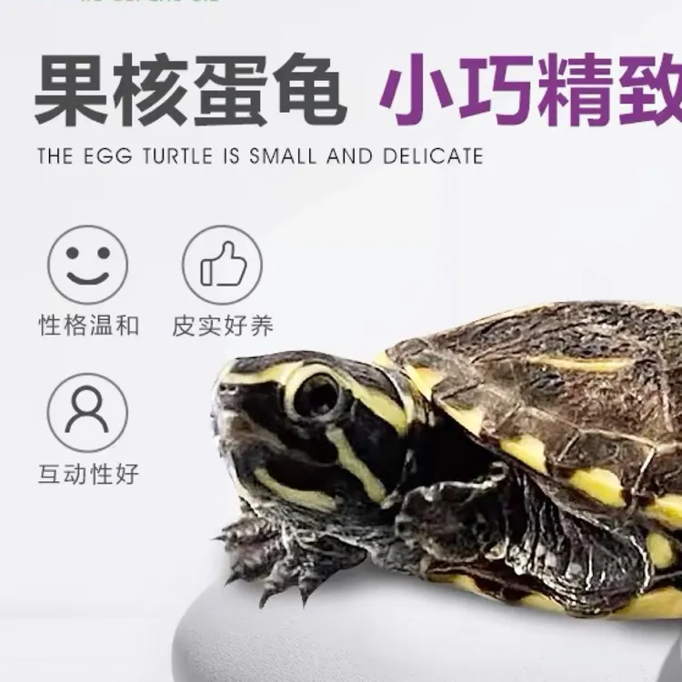 果核蛋龟活物龟苗深水观赏龟小型宠物迷你小乌龟家养招财稀罕泥龟