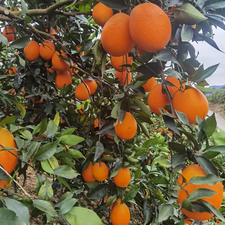【诗与橙】正宗奉节脐橙原产地直发新鲜采应季水果橙子非赣南脐橙