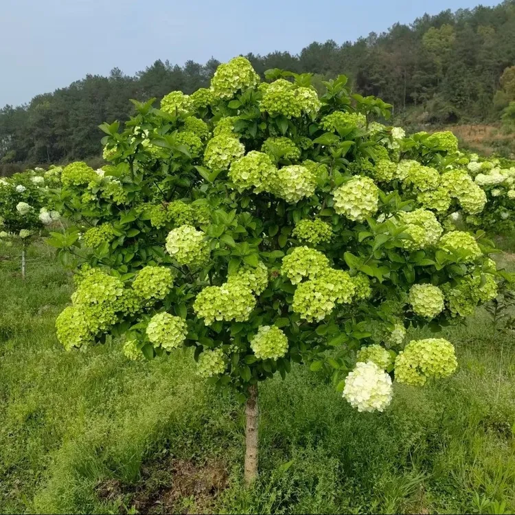 中华木绣球绣球树绣球花大花斗球，耐热，耐寒一物一拍