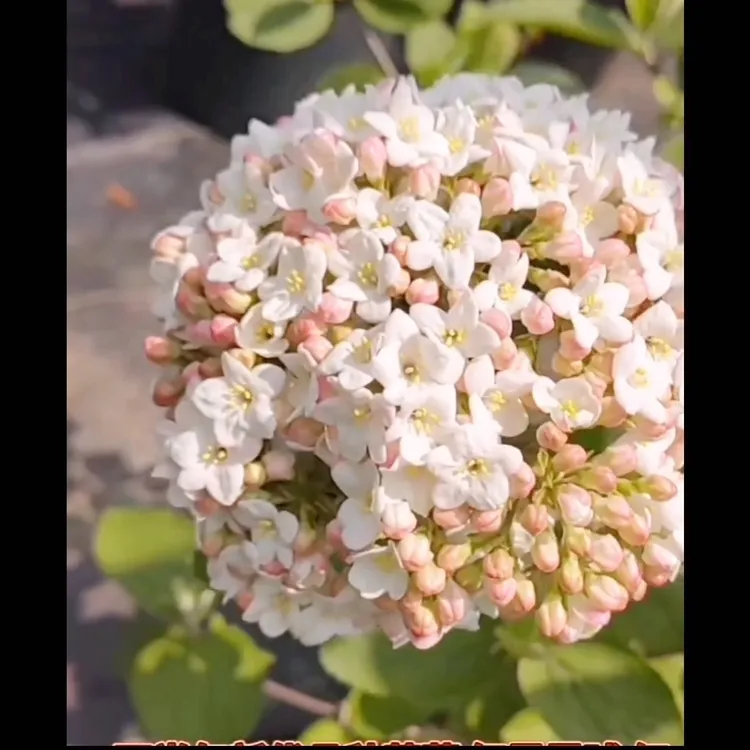 木本绣球，红蕾雪球，自带香味，浓香型味耐热，耐寒适合全国种植。