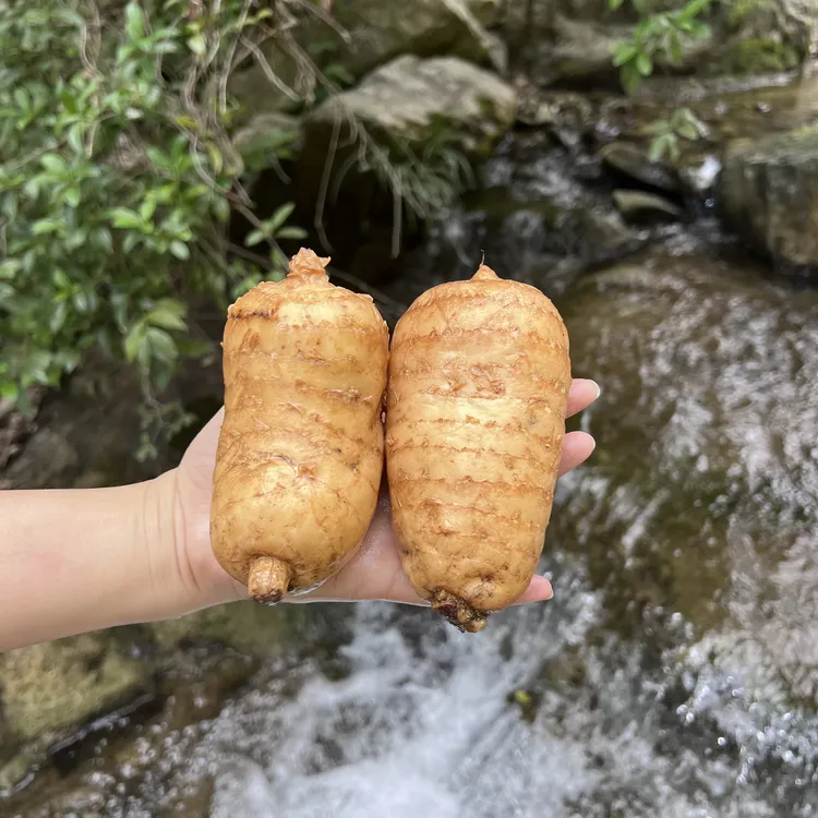 高山天麻2025新鲜现挖天麻神农架林下种植食材熬汤煲汤