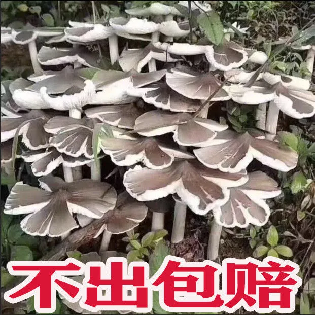 鸡枞菌种子云南特产高产伞把菇荔枝菌三塔菌鸡枞菌种子