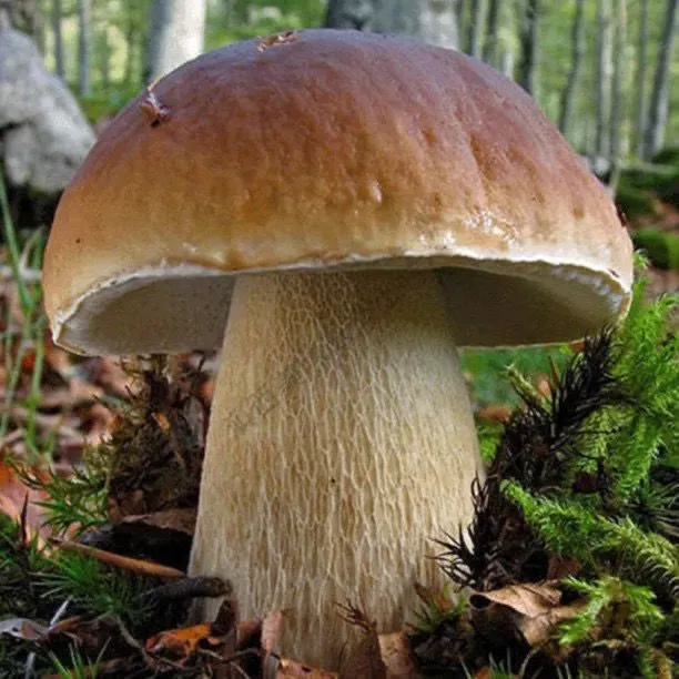 云南野生牛肝菌 菌种 大脚蘑菇菌包人工种植菌可土培四季种植