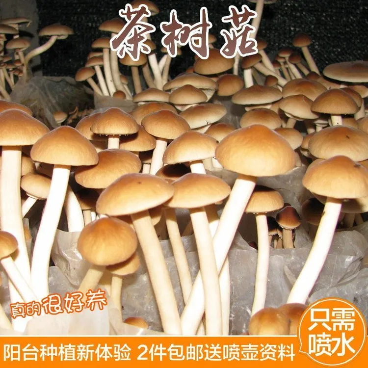 包邮茶树菇菌种菌包蘑菇菌包菌棒盆栽食用菌家庭蘑菇种不出包赔