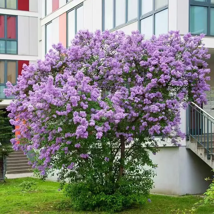 丁香花树苗浓香型庭院南北方种植盆栽室外多季开花耐寒花卉植物