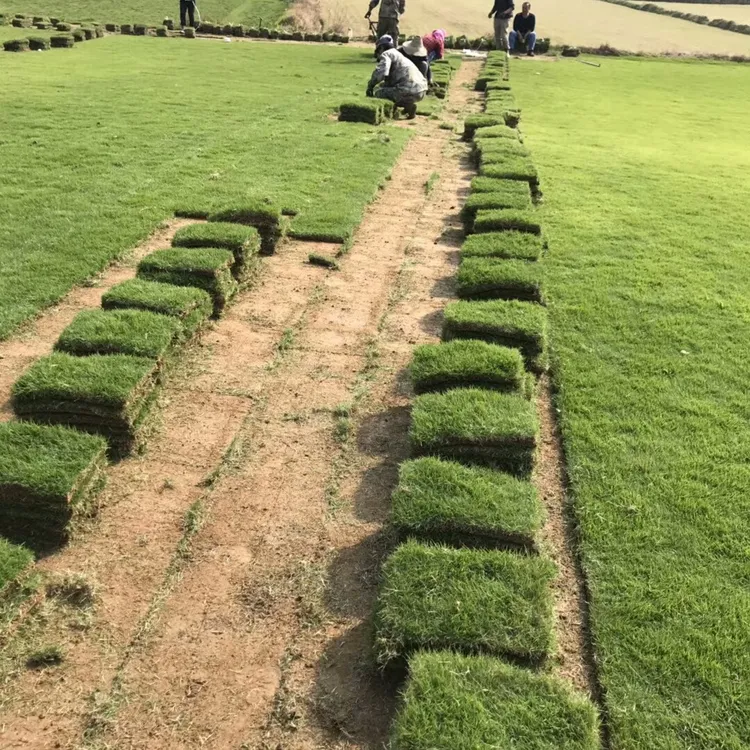 草坪四季青0.5平方/捆10平方起拍,捶土发货