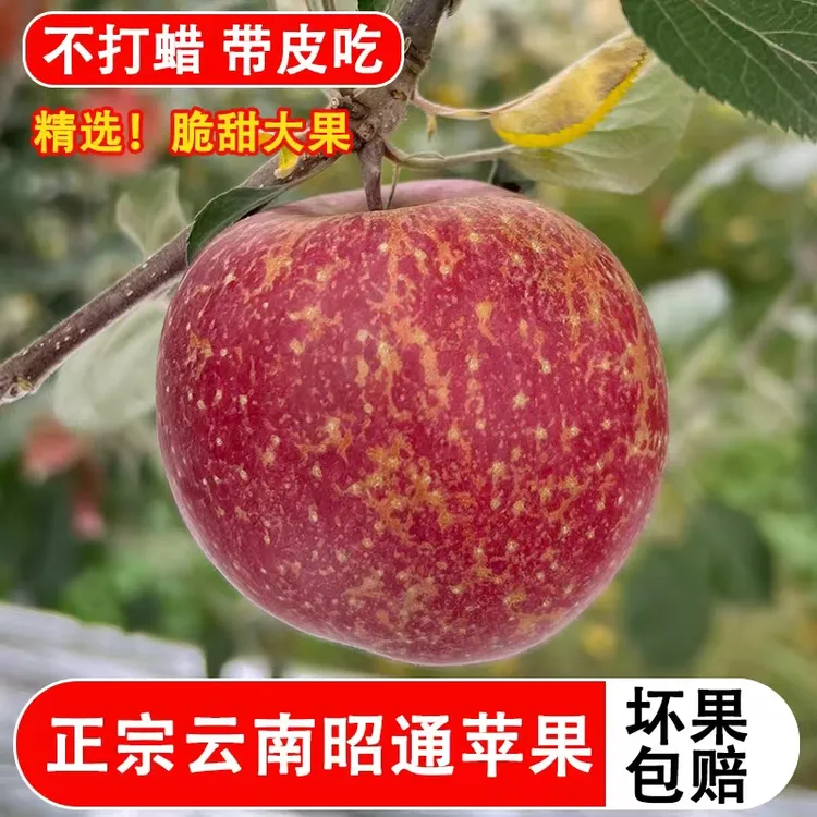 昭通冰糖心苹果红富士产地直销甜脆多汁应季包邮