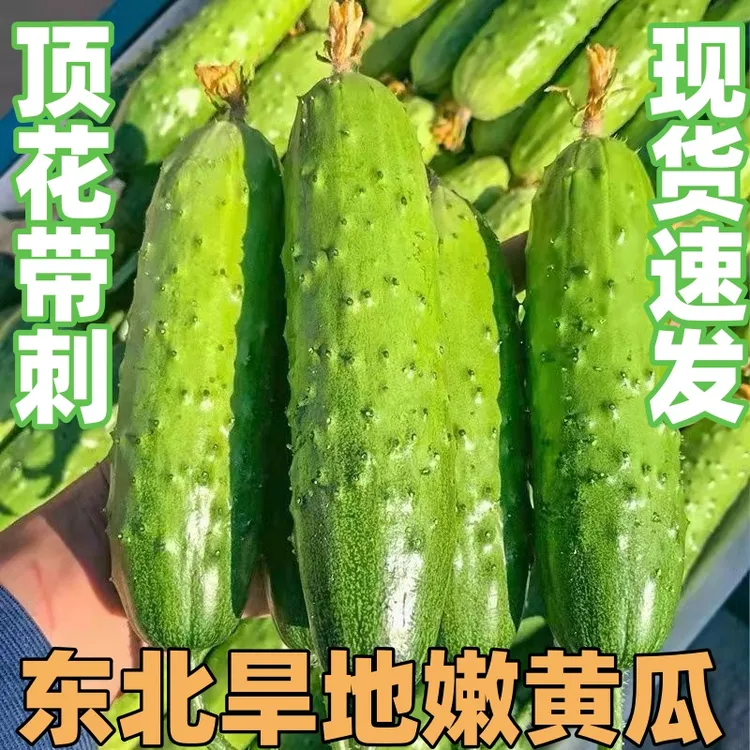 【波波乐专属精品】现摘顶花带刺农家东北旱黄瓜新鲜当季新鲜蔬菜