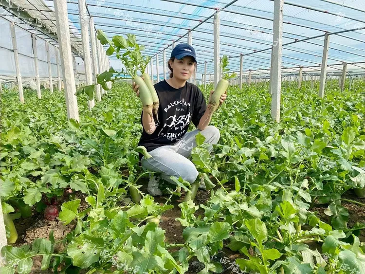 《大姐专属》辛口镇小沙窝村沙窝萝卜（天星02）