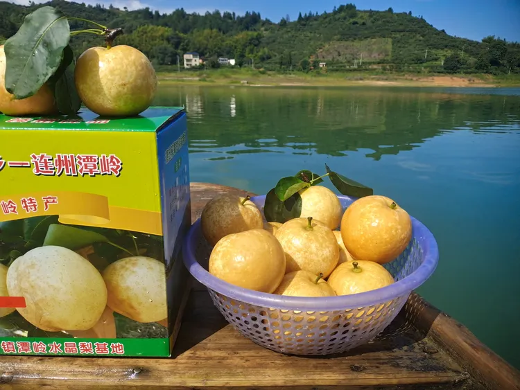 自种自销的正宗潭岭水晶梨