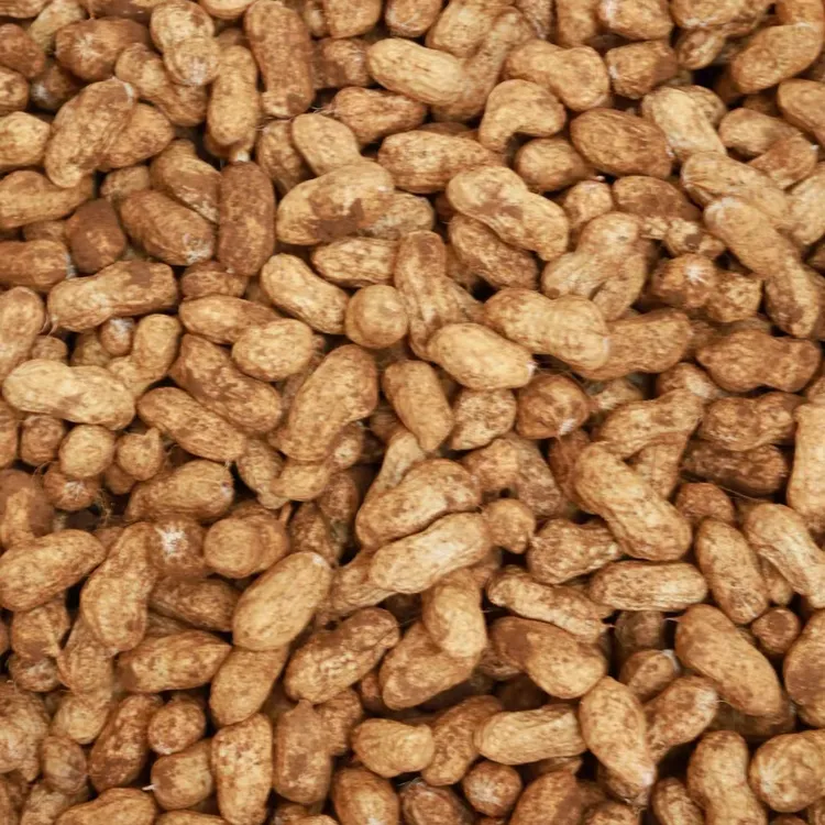 广西天等新鲜刚出土带壳花生生吃煮吃零食土特产深山农村自种带泥