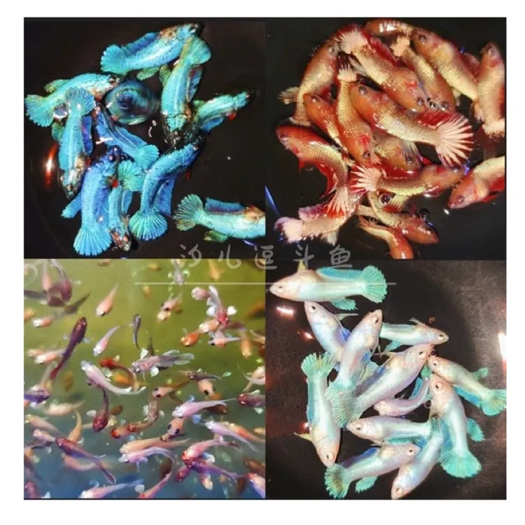 ②泰国斗鱼苗直播暗黑越南青花粉金雪红龙漫画大耳黄金彩金鱼苗合