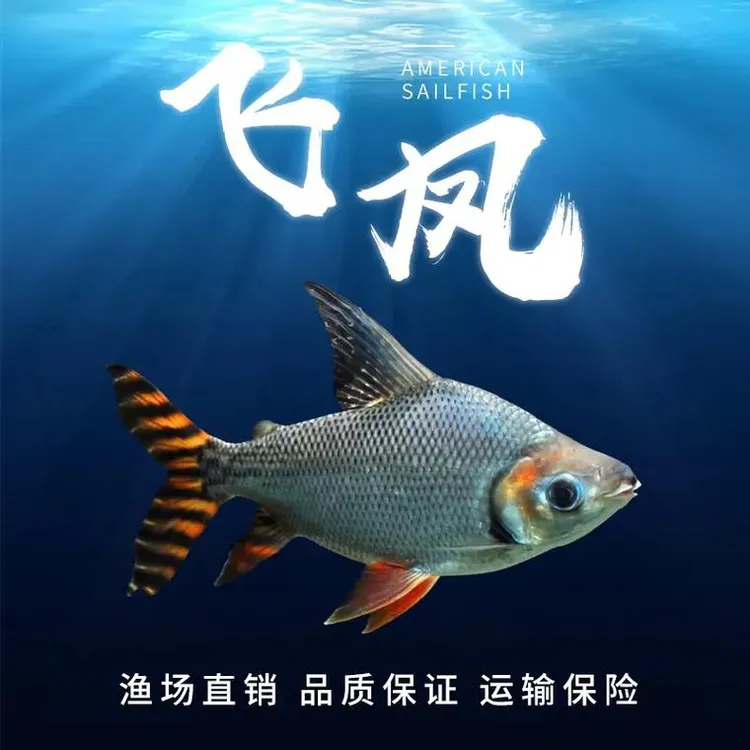 飞凤鱼热带观赏鱼