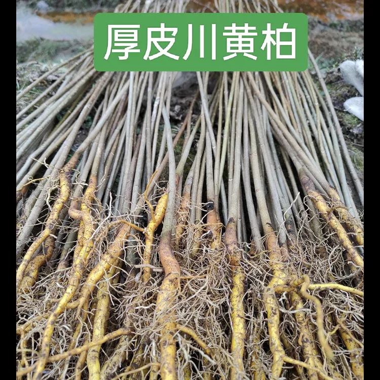 黄柏苗厚皮川黄柏剥皮卖黄柏树苗中药材黄柏树苗川黄柏苗圃黄柏苗