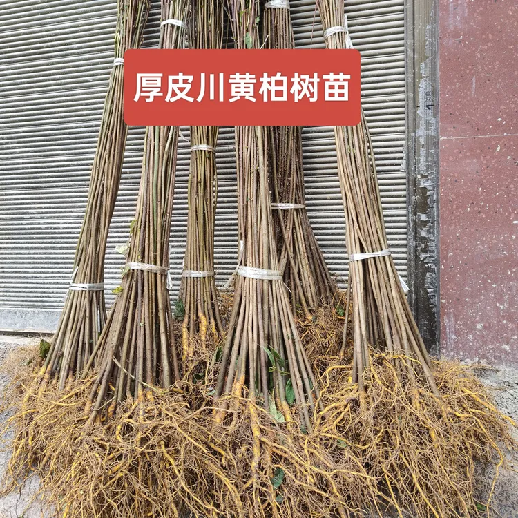 厚皮川黄柏树苗厚皮中药材种植基地大叶黄柏苗黄柏树苗厚皮黄柏苗