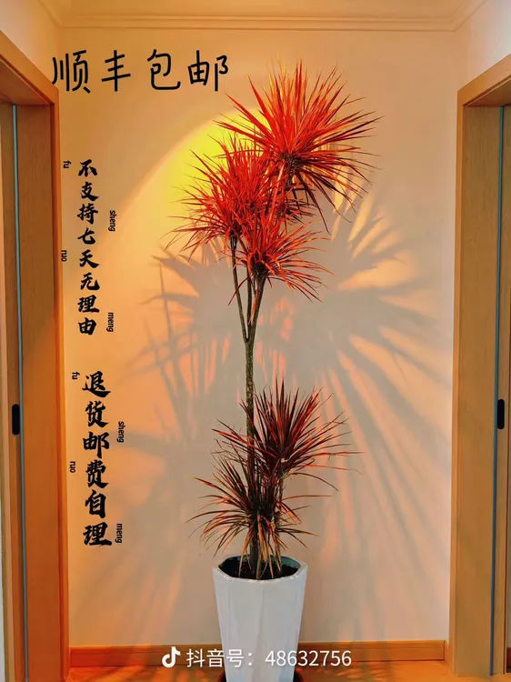 千年木七彩铁绿植（不带盆）