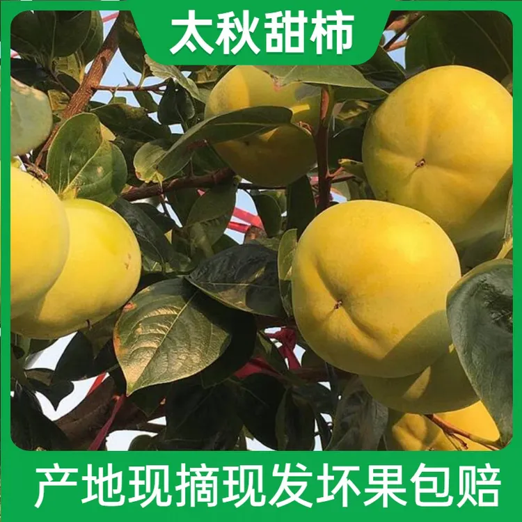 正宗黄湾太秋脆柿子5斤新鲜水果当季脆甜硬柿子无核黄甜柿礼盒装