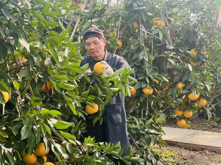  顺丰包邮正宗黄湾桔子红美人柑橘礼盒爱媛28果冻橙新鲜水果现摘