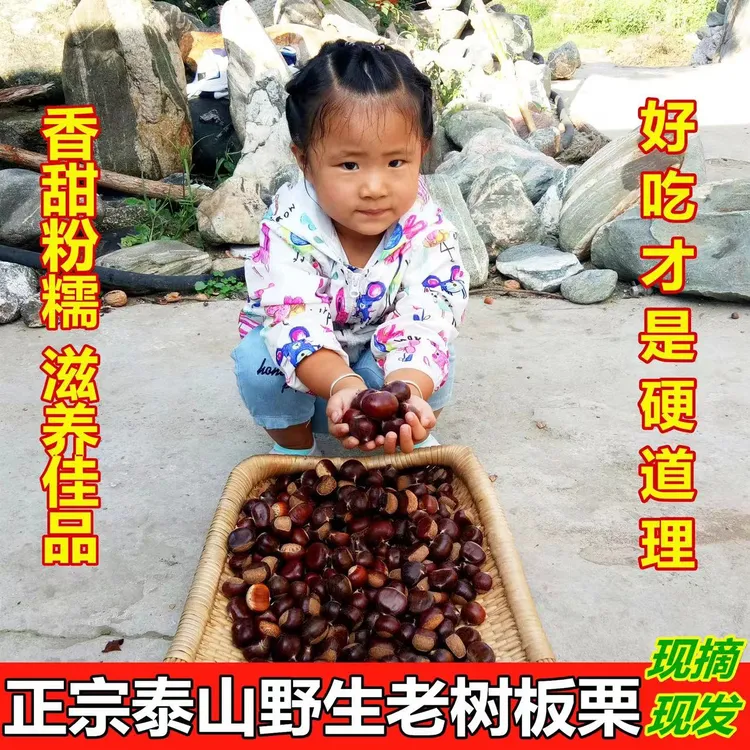 【顺丰包邮】泰山油栗饱满新鲜板栗生板栗高山油栗生新鲜泰山油栗子