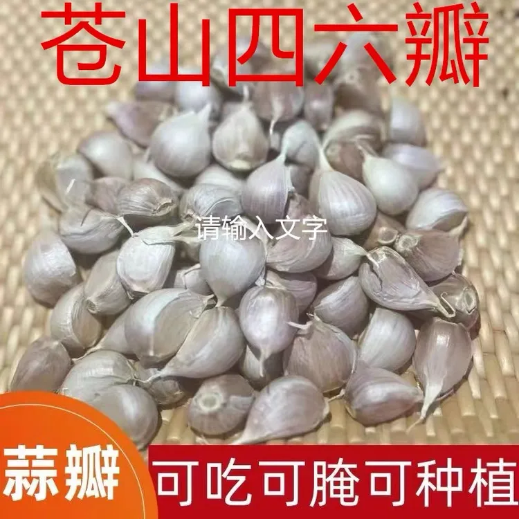 2025年苍山大蒜蒜瓣可吃可种手工剥制优质蒜瓣多斤干蒜瓣