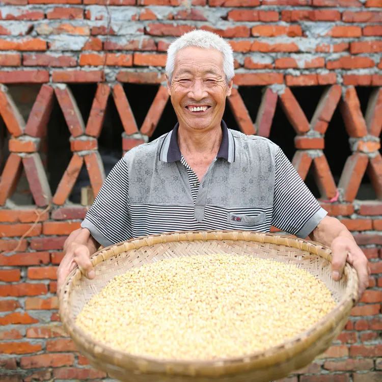 产地直发四川农家自种老品种黑肚脐椭圆形土黄豆【非转基因】