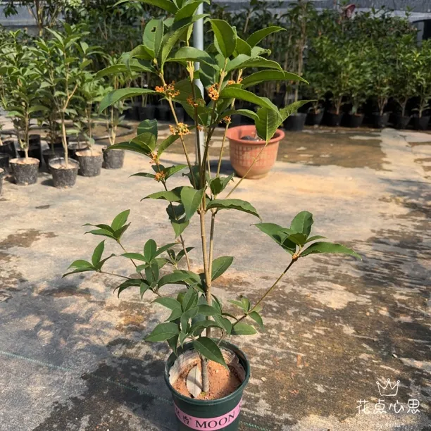 红天香四季桂，精品苗链接！甜香型四季开（小店七天绿植险生长）桂花