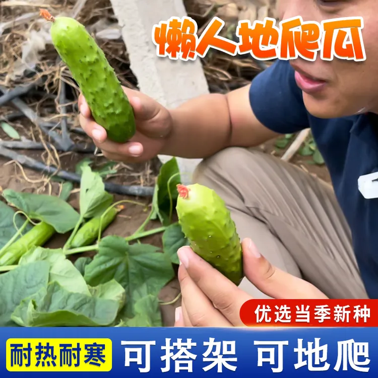 满地爬黄瓜种籽春秋免搭架懒人易种水果黄瓜耐旱阳台蔬菜种子