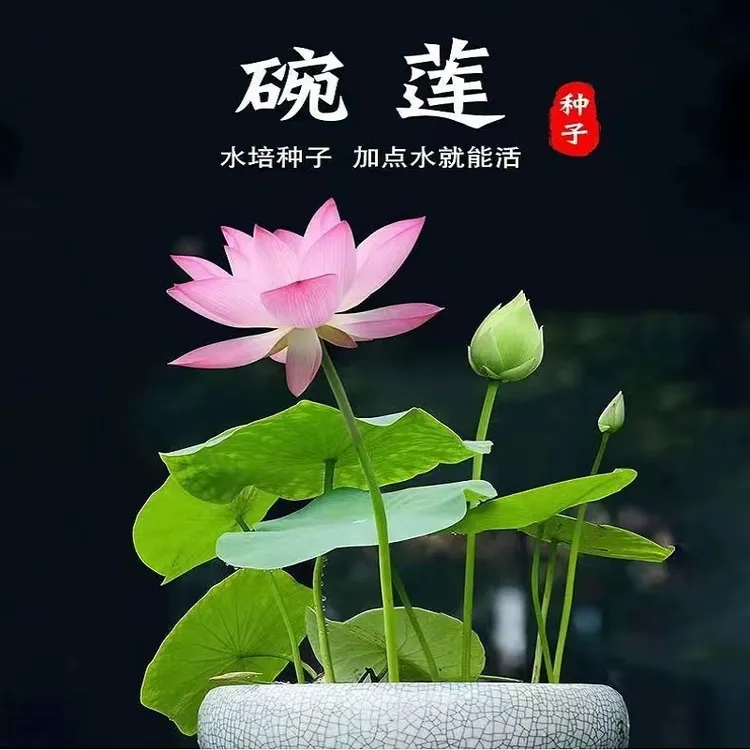 【碗莲种籽】水培植物花卉室内花好养四季开花水养荷花睡