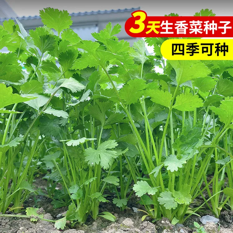 【三包】三天速生香菜种子四季种植耐热老品种农家小叶香菜种籽
