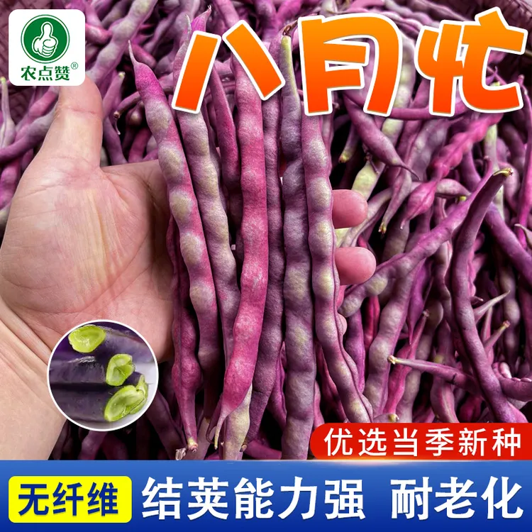 八月忙豆角种子 冻死鬼耐热耐寒高产无筋豆角四季豆家庭蔬菜种籽