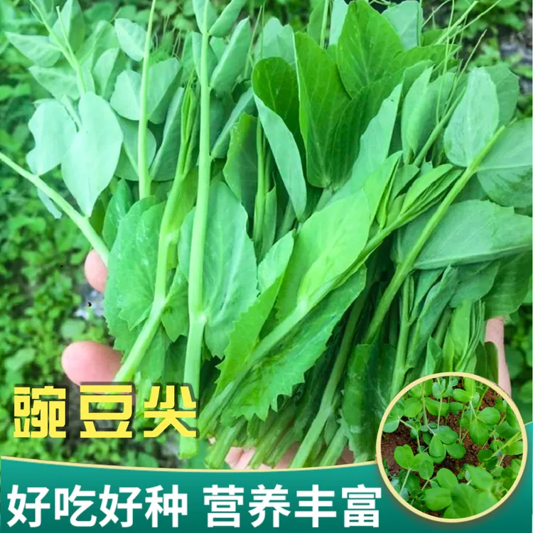 豌豆尖种籽四季高产菜种子家庭种植豌豆苗四季蔬菜无须龙须豌豆苗