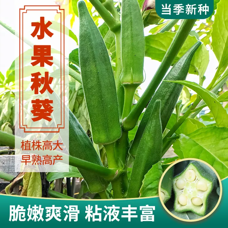 黄秋葵种子种籽苗高产水果四季盆栽红蔬菜孑菜种带土秧菜籽大全