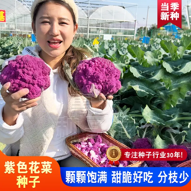 紫色花椰菜种籽 耐寒露天基地菜花孑秋季种有机花菜种子