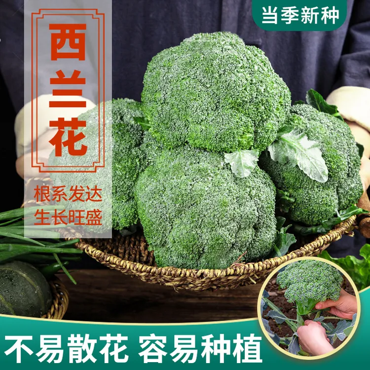 绿西兰花种子西兰花种籽绿菜花青花椰菜种籽西蓝花蔬菜种孑菜种籽