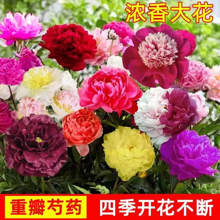 【芍药花卉种子】 四季花卉多年生阳台盆栽庭院耐寒易种花种籽