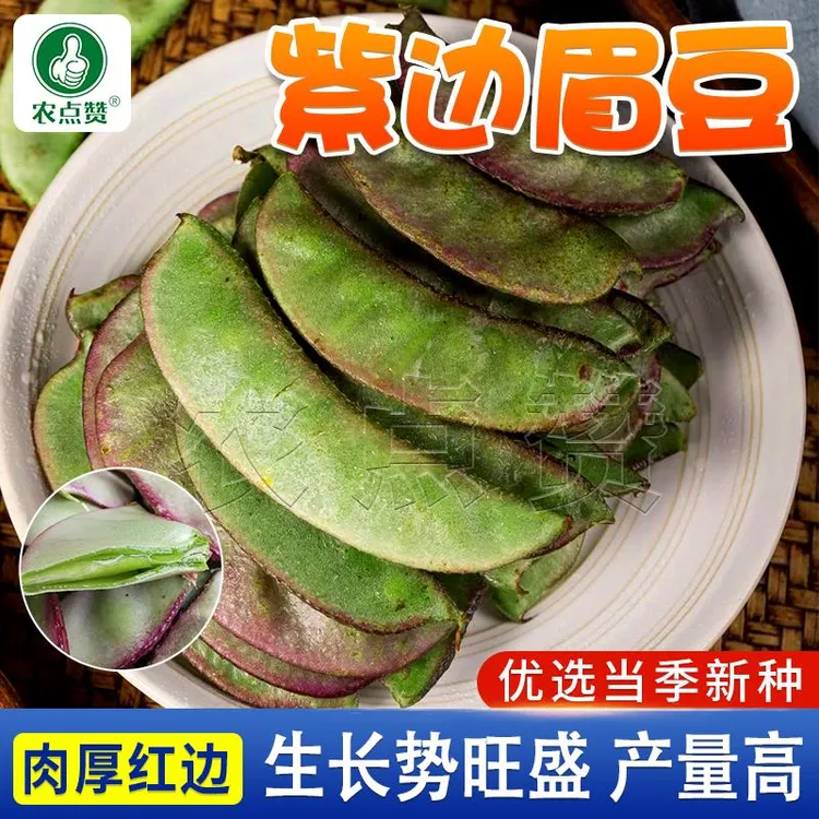 紫边眉豆种籽 四季豆芸豆种子  阳台庭院盆栽蔬菜种籽营养高产