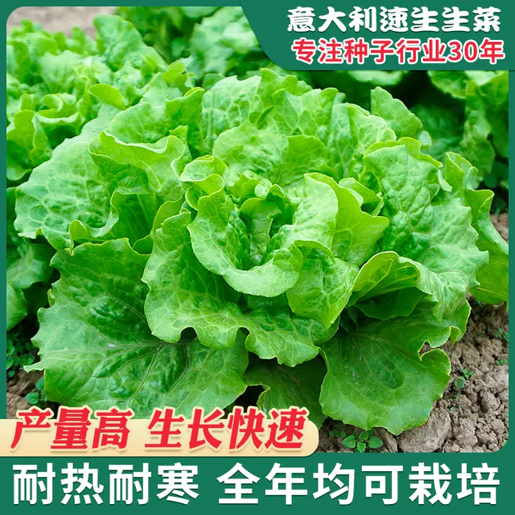 【速生意大利生菜种籽】速生球包心生菜四季盆栽罗马生菜仔