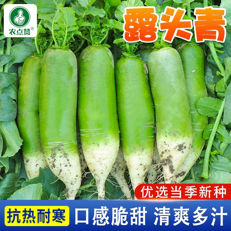 【三包】露头青萝卜种子青皮青肉秋季耐热蔬菜籽